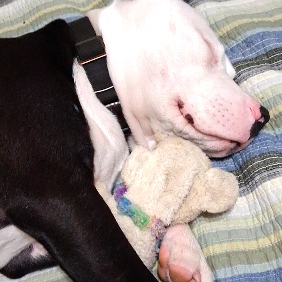 Meet your Posher, "YancyNeleh and her sidekick "Face" - Picture 4 of 4